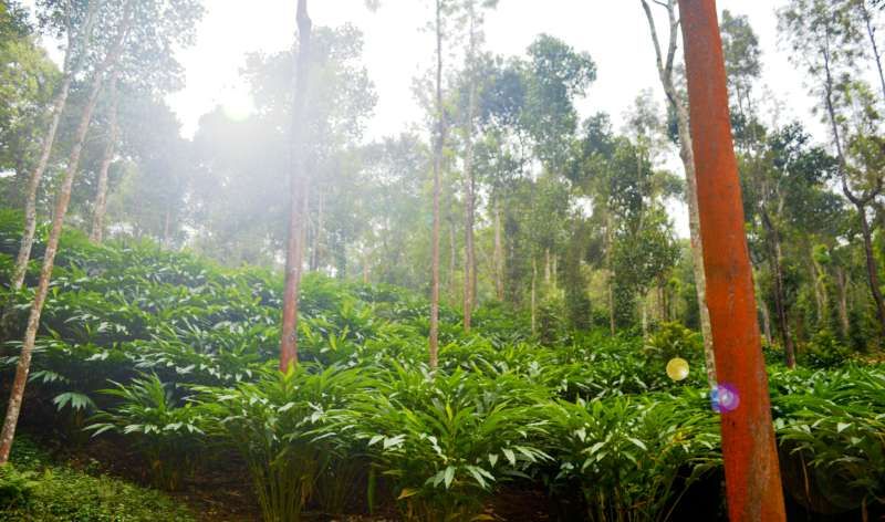 Coconut palms along the Alappuzha backwaters, the heart of India's coir industry